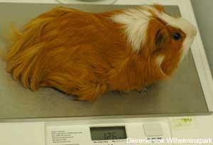 Weeg elke week je cavia zodat je al vroeg in de gaten krijgt dat er iets aan de hand is